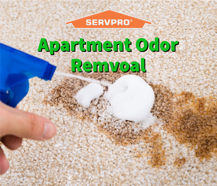 A SERVPRO professional cleaning a up animal feces that was causing apartment odor. 