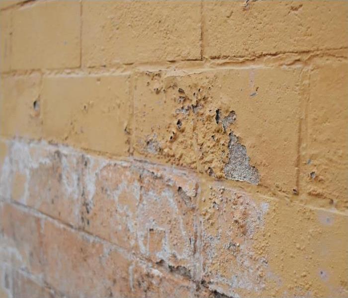 Mold on a warehouse wall