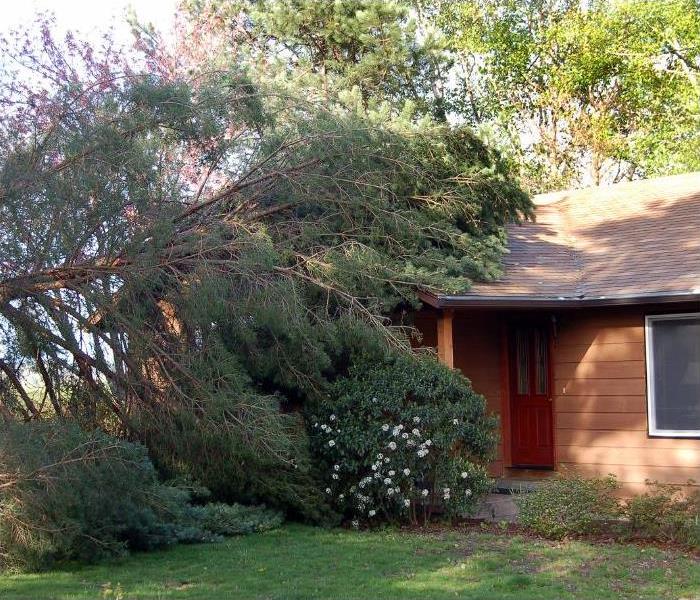 Fallen tree on a Rockville home
